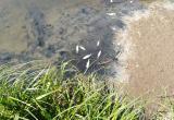 Ситуация с погибшей рыбой в саткинской речушке всё ещё не прояснилась 
