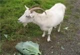 «Что не съем, то надкушу»: саткинца беспокоят соседские козы