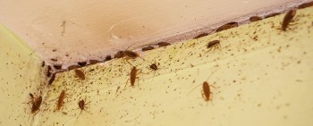 «Тараканы ползут из вентиляции!»: что делать саткинцам, если они столкнулись с такой проблемой 