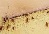«Тараканы ползут из вентиляции!»: что делать саткинцам, если они столкнулись с такой проблемой 