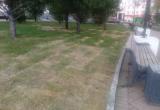 «Травка зазеленеет»: пожелтевший газон в сквере Славы в Сатке восстановится  