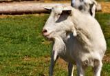 Саткинцу, чей урожай пострадал от соседских коз, рассказали, как предъявить претензию хозяину скота