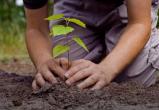 Волонтеры Саткинского района могут принять участие в конкурсе «Посади лес»