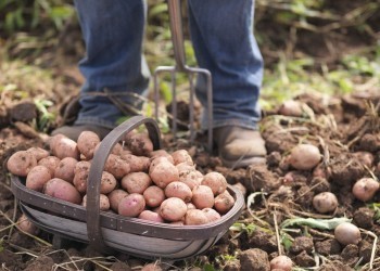 Советы тем, кто собирается копать картофель  