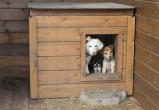 Центр адаптации бездомных животных в Сатке закрыт на карантин 