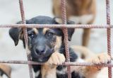 «Кинулась стая собак»: в Сатке жители жалуются на бродячих животных 