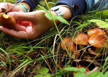 Меры профилактики отравлений грибами: рекомендации Роспотребнадзора 