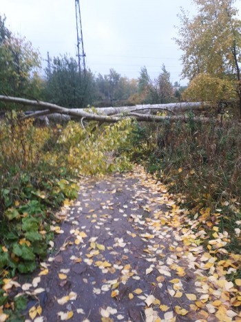  «Уже повалил дерево»: жителей Саткинского района предупредили о сильном ветре 