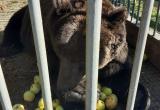 Жители Копейска собрали 300 килограмм еды для медведя Малыша, который живёт около кафе недалеко от Сатки 