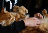 В Саткинском районе приставам могут запретить забирать домашних животных у должников
