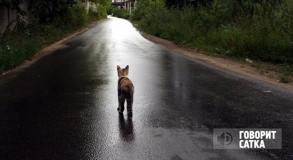 «Люди, вы с ума сошли?!»: жители Саткинского района выбрасывают животных в лесу «Люди, вы с ума сошли?!»: жители Саткинского района выбрасывают животных в лесу