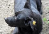 В Саткинском районе продолжается отлов безнадзорных собак 
