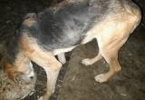 Вокруг ситуации с отловом собак в Саткинском районе разгорелся скандал 