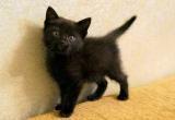 Жительница Сатки обеспокоена тем, что чёрных котов используют в обрядах чёрной магии 