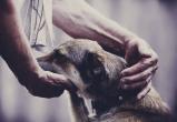 «Право на жизнь»: саткинский центр адаптации «Открытое сердце» просит помочь с передержкой для больных собак