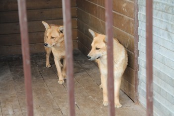 В этом году на обращение с животными без владельцев Саткинскому району из бюджета области выделено 605 700 рублей 