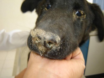 «Прививайте собак!»: ветеринарный врач Александр Тарасов рассказал жителям Саткинского района о чуме плотоядных 