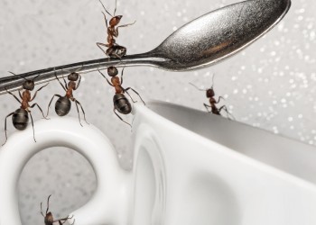 Как защитить жилое помещение от домовых муравьев: рекомендации Роспотребнадзора 