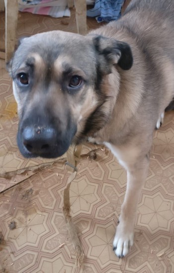  «Пёс в сапогах или А куда мне его?»: молодая собака умершей жительницы Бакала рискует оказаться на улице 