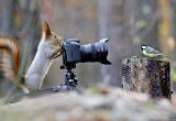 «В кадре - пернатые»: жители Саткинского района приглашаются к участию в фотоконкурсе «Эти великолепные птицы»