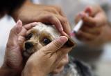 «Сделано в России»: саткинцам рассказали о первой в мире вакцине от коронавируса для животных