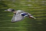В Саткинском районе сезон охоты на птиц откроется 24 апреля  