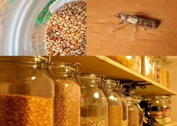  Как защитить свой дом от «пищевой моли»: рекомендации специалистов Роспотребнадзора 