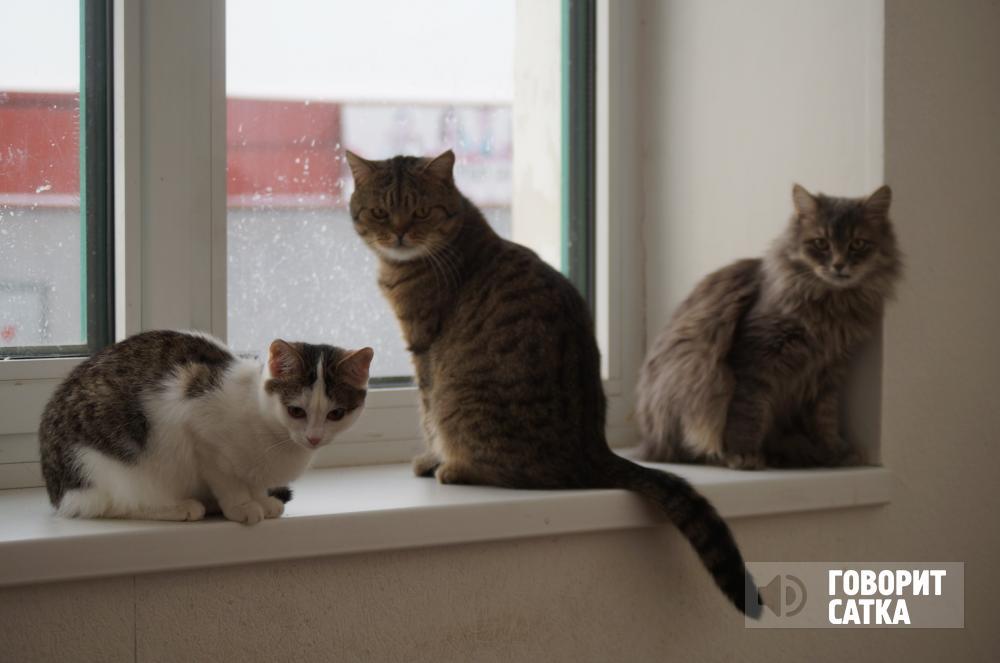 Очаровательные коты и кошки ждут вас, добрые хозяева! Очаровательные коты и кошки ждут вас, добрые хозяева!
