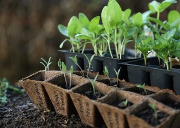 7 советов по выращиванию рассады