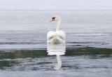«Очаровательные гости»: на саткинский городской пруд прилетели лебеди 