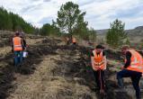 «Новые деревья»: Группа Магнезит продолжает масштабные работы по озеленению Сатки и промплощадок 