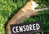 18+ «Страшно смотреть!»: жителей Бакала шокировала расправа над собакой 