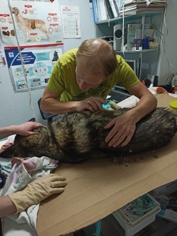 18+ «Борьба за жизнь»: в Саткинском районе бездомная собака пострадала от рук стрелка 