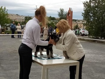 Без бумажки – ты дворняжка: в Сатке прошла региональная выставка собак