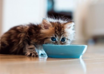 Чем кормить котенка? 