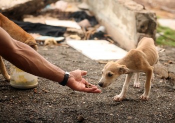«Давят на жалость к животным»: как мошенники пытаются выманить у жителей Саткинского района деньги 
