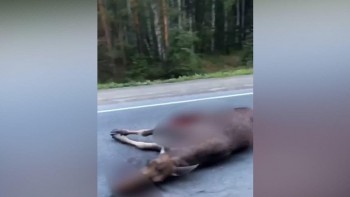 Водителя из Челябинской области, насмерть сбившего лося, обязали выплатить 80 тысяч рублей  