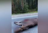 Водителя из Челябинской области, насмерть сбившего лося, обязали выплатить 80 тысяч рублей  