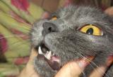  «Здоровье питомца – в ваших руках»: саткинцам рассказали о стоматите у кошек 