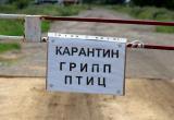 В Челябинской области введён карантин по птичьему гриппу 