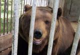 «Где будет лучше Малышу?»: общественники требуют отправить медведя, живущего около кафе на трассе М-5, в зоопарк