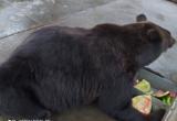 Медведю по кличке Малыш, который живёт в клетке у придорожного кафе, саткинская администрация подарит вольер