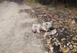 18+ «Извлекли 14 пуль»: в Бакале найдена собака, над которой кто-то сильно поиздевался 