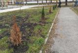 «Весна покажет»: в бакальской администрации прокомментировали ситуацию с засыхающими деревьями 
