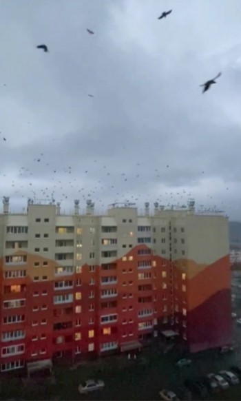 «Очень подозрительно всё это…»: саткинцев удивили кружащие над домами птицы 