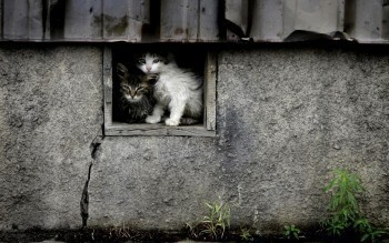 «Зачем поступать так жестоко?!»: жительница Сатки обеспокоена тем, что кошки не могут греться в подвалах 