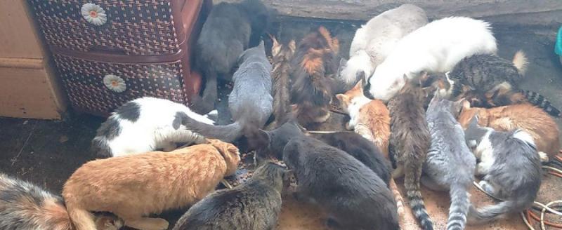 «Нужна помощь!»: пенсионерка из Саткинского района приютила более 60 животных в своём доме 