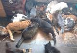 «Нужна помощь!»: пенсионерка из Саткинского района приютила более 60 животных в своём доме 