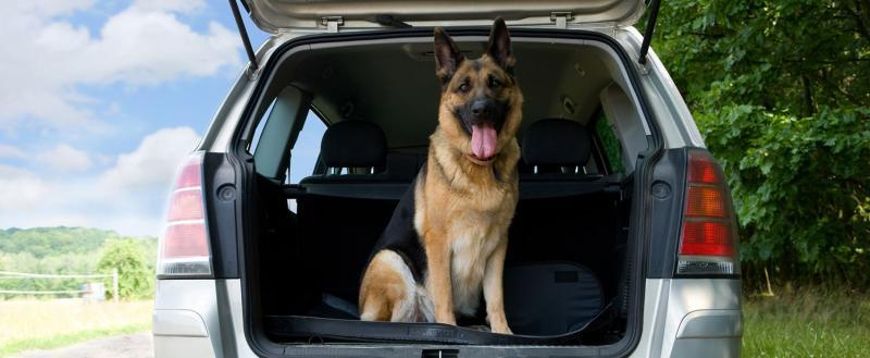 «Возьми меня с собой, хозяин!»: ветеринар Александр Тарасов рассказал саткинцам, как ездить с собакой на машине 