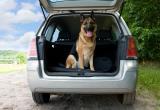 «Возьми меня с собой, хозяин!»: ветеринар Александр Тарасов рассказал саткинцам, как ездить с собакой на машине 